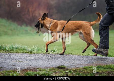 Dog walking. Belgian malinois shepherd walks with pet owner outdoors Stock Photo