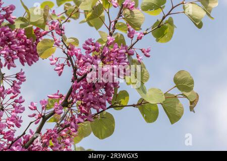 Cercis siliquastrum in spring, known as the Judas tree, Judastree, Redbud Stock Photo