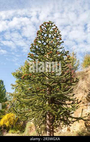 Araucaria araucana, Chilean pine, other common names are Monkey puzzle tree and Monkey tail tree Stock Photo