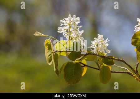 Amelanchier florida (Amelanchier alnifolia), Juneberry, also known Servisberry, Western serviceberry Stock Photo