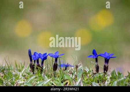 Natural flowers of Gentiana verna, the spring gentian Stock Photo