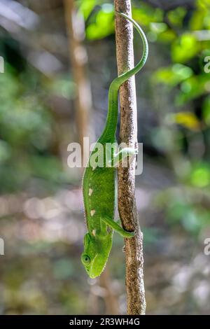 Warty chameleon spiny chameleon or crocodile chameleon, Furcifer verrucosus, Isalo National Park. Madagascar wildlife Stock Photo