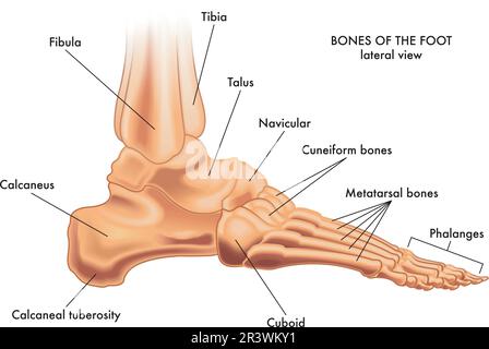 Medical illustration of the major parts of the foot bones in lateral view, with annotations. Stock Vector