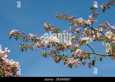 Malus sieversii, syn. Malus turkmenorum, known as Wild apple in spring Stock Photo