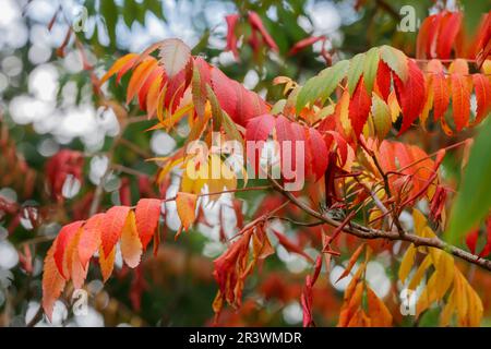 Rhus glabra, known as Scarlet sumac, Smooth sumac, White sumac, Upland sumac (leaves in autumn) Stock Photo