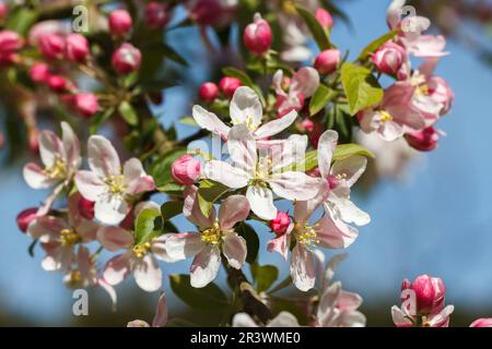 Malus sieversii, syn. Malus turkmenorum, known as Wild apple in spring Stock Photo