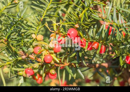 Taxus, cuspidata, known as Japanese holly, Box-leaved holly, Japanese yew, Speading yew Stock Photo