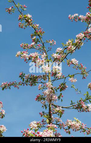 Malus sieversii, syn. Malus turkmenorum, known as Wild apple Stock Photo