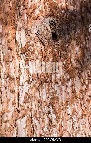 Sequoiadendron giganteum (bark), Giant sequoia, Giant redwood, Sierra redwood, Wellingtonia Stock Photo