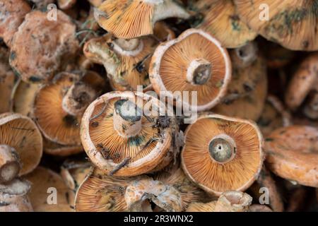 Edible mushroom of variety Esclata-Sang Stock Photo