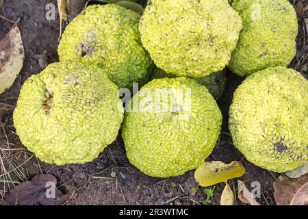 Maclura pomifera, Osage orange tree (fruit) Stock Photo