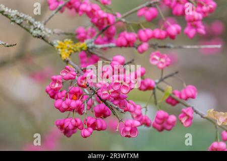 Euonymus europaeus, known as Spindle, European spindle, Common spindle Stock Photo