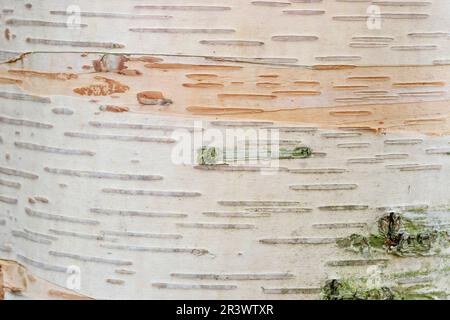 Betula ermanii (tree bark), known as Erman's birch, Japanese mountain birch, Erman birch Stock Photo