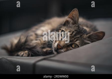 cute cat lying down Stock Photo