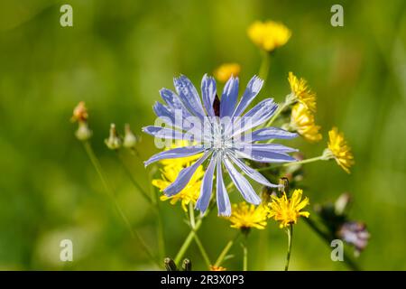 Cichorium intybus, known as Chicory, Blue chicory, Common Chicory, Blueweed, Succory, Blue sailors Stock Photo
