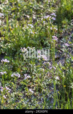 Cardamine pratensis, lady's smock on a meadow in Georgsmarienhuette, Lower Saxony, Germany Stock Photo