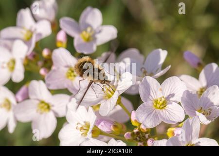 Cardamine pratensis, known as Cuckoo flower, Lady's smock, Fen cuckoo-flower with humblefly Stock Photo