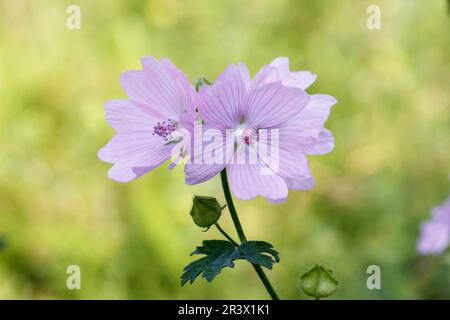 Alcea rosea, known as Common hollyhock, Holly-hock, Hollyhock Stock Photo
