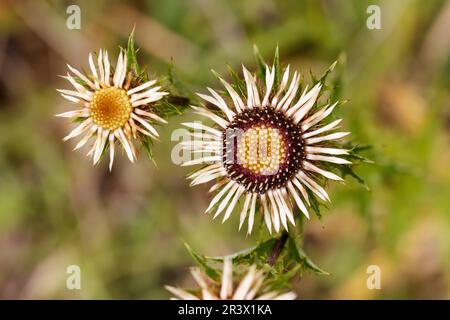 Carlina vulgaris, known as Carline thistle or Common carline thistle Stock Photo