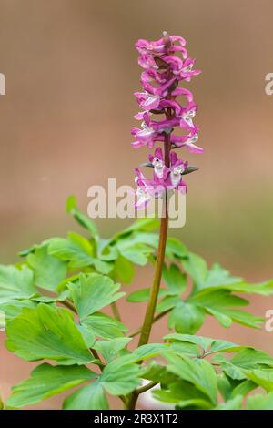 Corydalis cava, known as Corydalis flower, Fumewort, Hollowroot, Hollowroot-birthwort Stock Photo