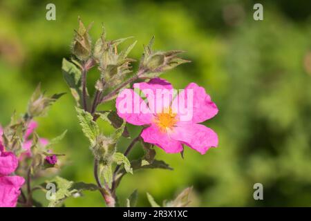 Cistus crispus, commonly known as the Spotted rock rose Stock Photo