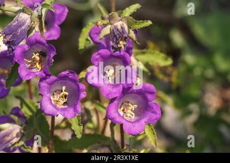 Campanula medium, known as Cup and saucer bellflower, Canterbury bellflower Stock Photo