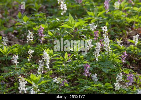 Corydalis cava, known as Corydalis flower, Fumewort, Hollowroot, Hollowroot-birthwort Stock Photo