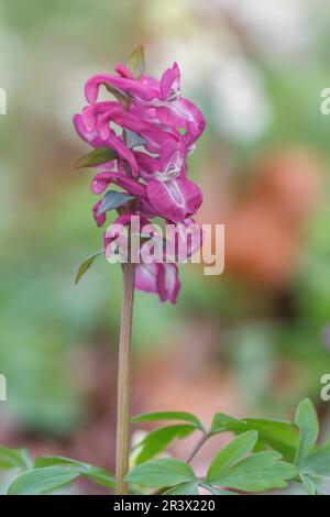 Corydalis cava, known as Corydalis flower, Fumewort, Hollowroot, Hollowroot-birthwort Stock Photo