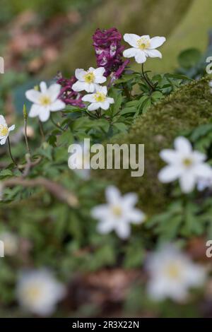 Anemone nemorosa, known as Smell fox, Helmet flower, Thimbleweet, Windflower, European wood anemone Stock Photo