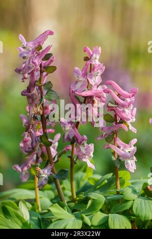 Corydalis cava, known as Corydalis flower, Fumewort, Hollowroot, Hollowroot-birthwort Stock Photo