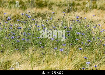 Centaurea cyanus (Cyanus segetum). known as the basket flower, bluebottle Stock Photo