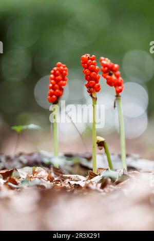 Arum maculatum (berries), Common arum, Cuckoo pint, Wild arum, Lord-and-ladies Stock Photo
