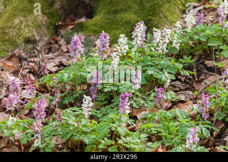 Corydalis cava, known as Corydalis flower, Fumewort, Hollowroot, Hollowroot-birthwort Stock Photo