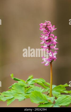 Corydalis cava, known as Corydalis flower, Fumewort, Hollowroot, Hollowroot-birthwort Stock Photo