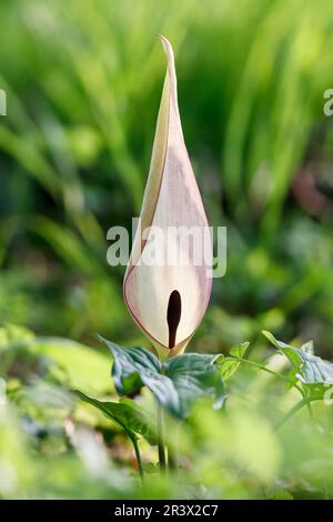 Arum maculatum, known as Common arum, Cuckoo pint, Wild arum, Lord-and-ladies, Lords and ladies Stock Photo