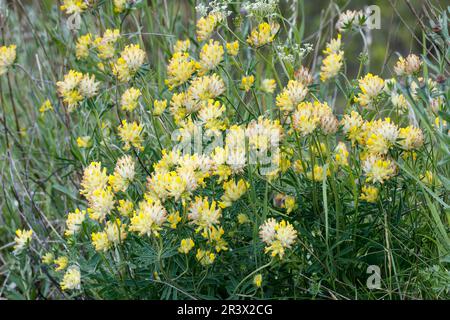 Anthyllis vulneraria, known as Kidney wetch, Woundwort, Common kidney vetch Stock Photo