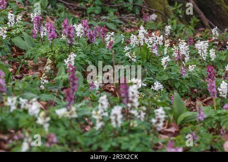 Corydalis cava, known as Corydalis flower, Fumewort, Hollowroot, Hollowroot-birthwort (in spring)) Stock Photo