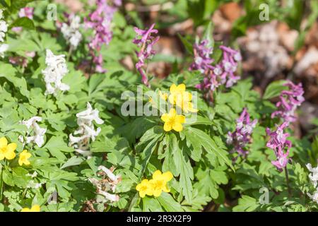 Corydalis cava, known as Corydalis flower, Fumewort, Hollowroot, Hollowroot-birthwort Stock Photo