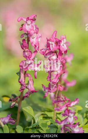 Corydalis cava, known as Corydalis flower, Fumewort, Hollowroot, Hollowroot-birthwort Stock Photo