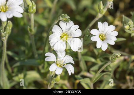 Cerastium arvense, ssp. arvense, known as Field chickweed, Field mouse-ear Stock Photo