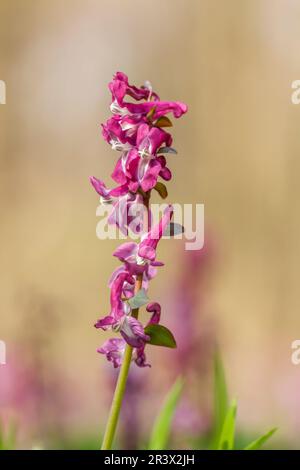 Corydalis cava, known as Corydalis flower, Fumewort, Hollowroot, Hollowroot-birthwort Stock Photo