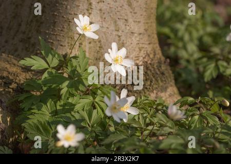 Anemone nemorosa, known as Smell fox, Helmet flower, Thimbleweet, Windflower, European wood anemone Stock Photo