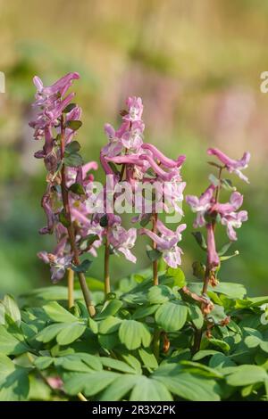 Corydalis cava, known as Corydalis flower, Fumewort, Hollowroot, Hollowroot-birthwort Stock Photo