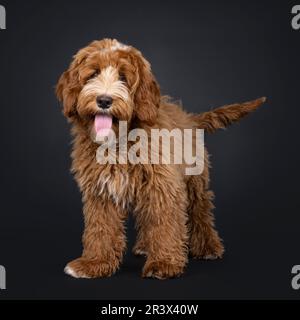 Cute red with white male Labradoodle dog, standing up facing front. Looking towards camera. Tongue out panting. Isolated on a black background. Stock Photo