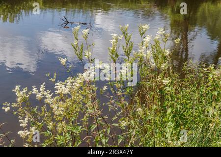 Filipendula ulmaria, known as Dropwort, Meadowsweet, Meadow sweet, Mead wort, Meadow queen Stock Photo