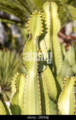 Euphorbia canariensis, commonly known as Canary Island spurge, Hercules club, (endemic plant) Stock Photo