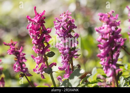 Corydalis cava, known as Corydalis flower, Fumewort, Hollowroot, Hollowroot-birthwort Stock Photo