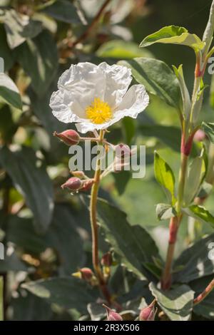 Cistus laurifolius, known as Laurel-leaf cistus, Laurel-leaved cistus, Laurel-leaved rock rose Stock Photo