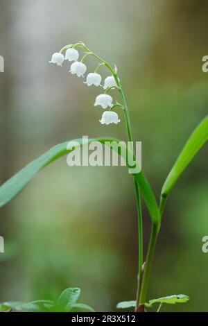 Convallaria majalis, known as Lily of the valley, Lily-of-the-valley, May bells, Our Lady's tears Stock Photo