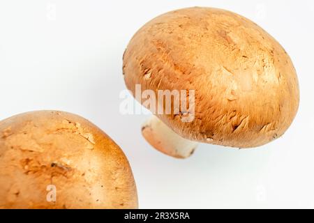 Portobello mushrooms, Agaricus Brunnescens. Stock Photo